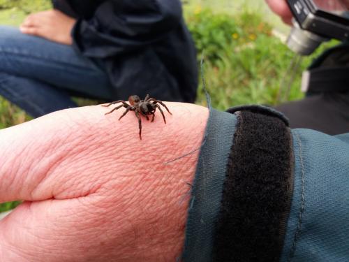 Atypus sp.