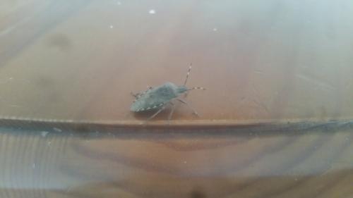 Réf. 202 451 : Rhaphigaster nebulosa