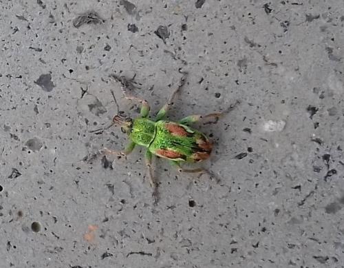 Réf. 202 587 : Coniatus tamarisci