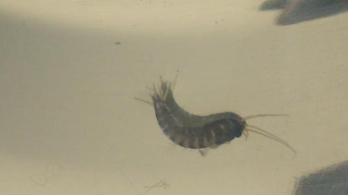 Lepisma saccharina