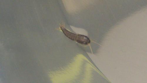 Lepisma saccharina
