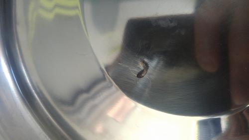 Lepisma saccharina