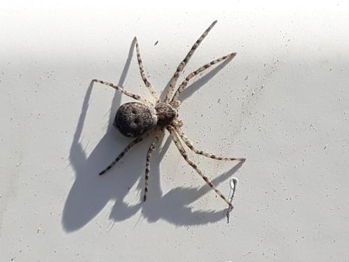 Philodromus margaritatus
