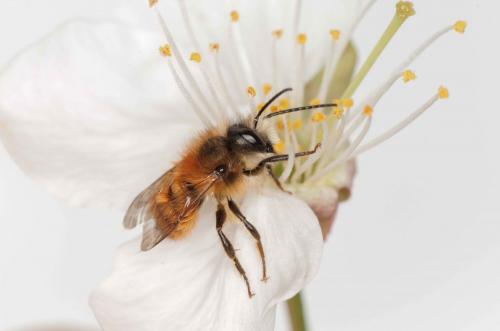 Réf. 202 533 : Osmia bicornis
