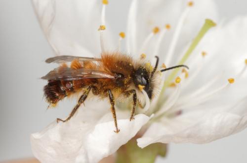 Réf. 202 719 : Osmia bicornis
