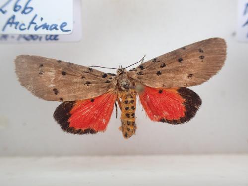 Axiopoeniella laymerisa