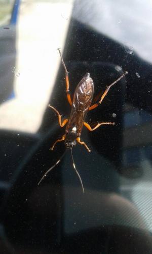 Ichneumoninae