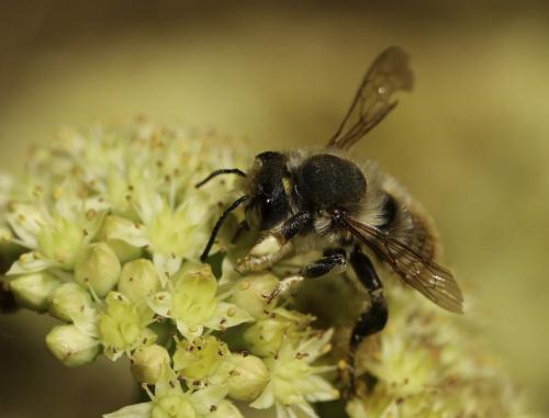 Réf. 202 050 : Megachile maritima