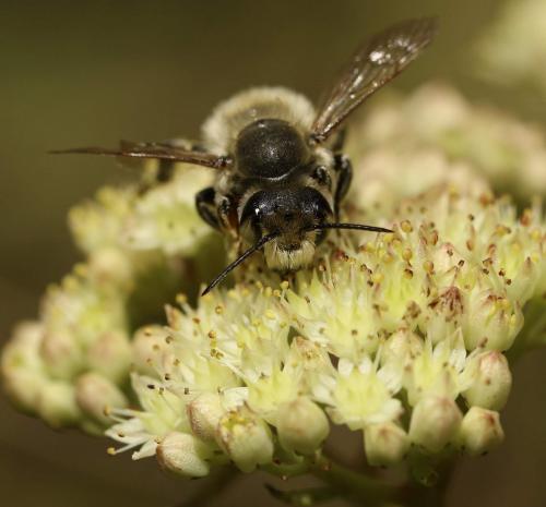 Réf. 202 052 : Megachile maritima