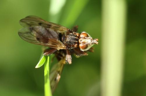 Réf. 202 453 : Myopa tessellatipennis