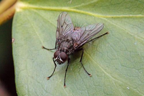 Réf. 202 864 : Helina evecta