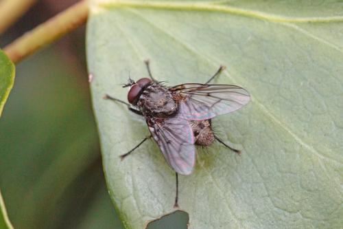 Réf. 202 863 : Helina evecta