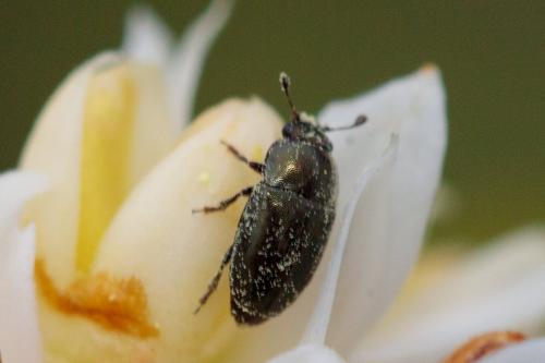 Meligethinae