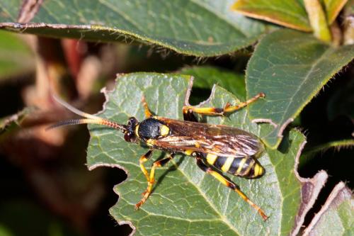 Réf. 202 151 : Ichneumon xanthorius