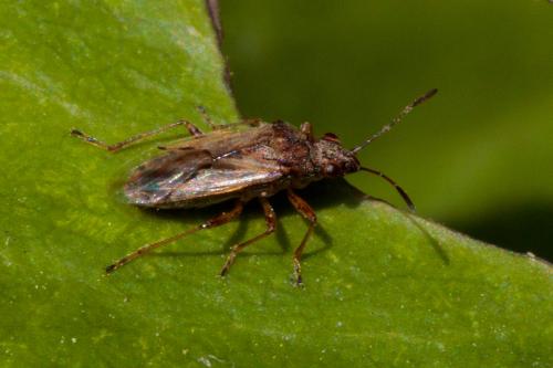 Réf. 202 148 : Nysius sp.