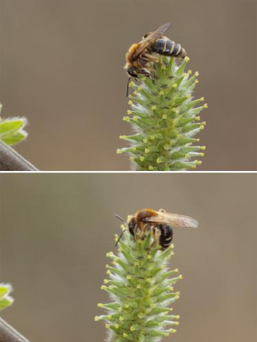 Andrena sp.