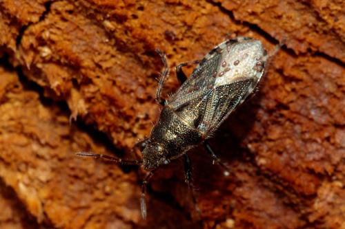 Heterogaster urticae