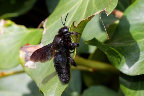 Xylocopa valga
