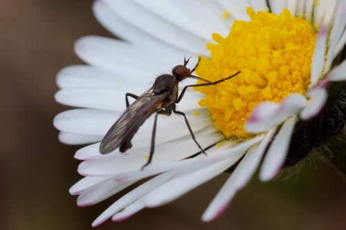 Réf. 202 613 : Empis sp.