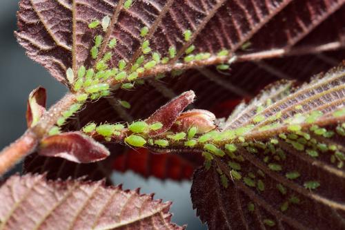 Corylobium avellanae