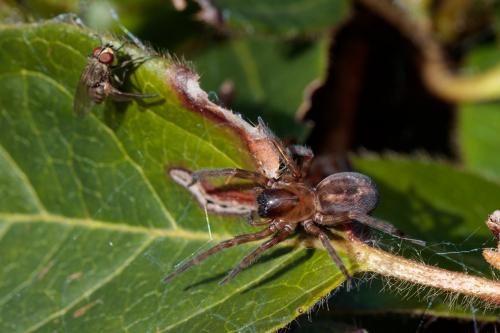 Amaurobius sp.