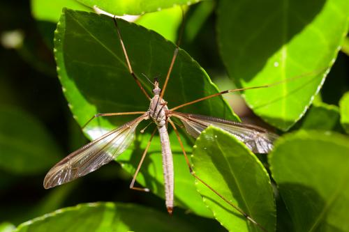 Tipula oleracea