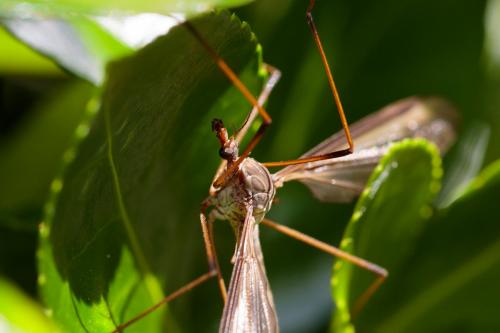 Tipula oleracea