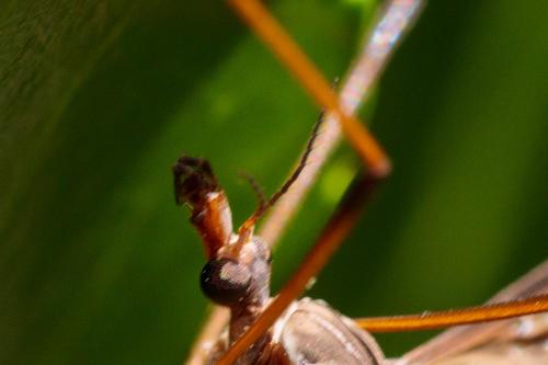 Tipula oleracea