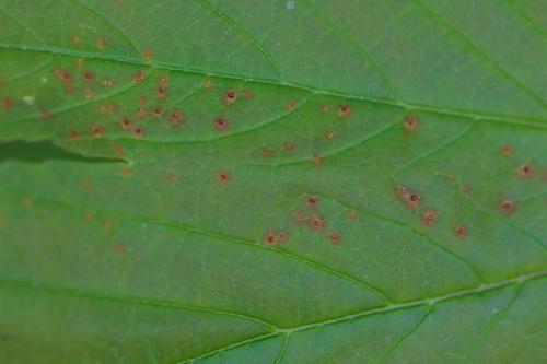 Aceria macrorhyncha