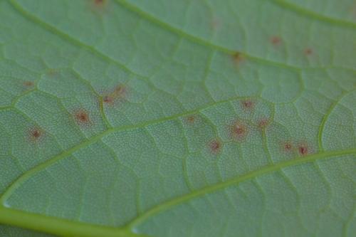 Aceria macrorhyncha