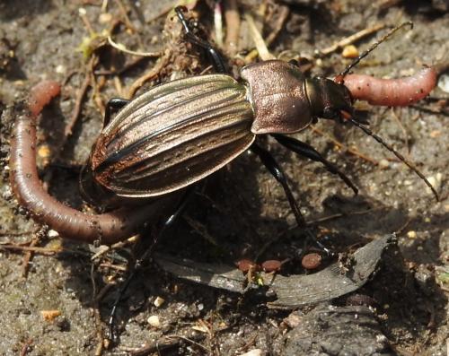 Carabus cancellatus