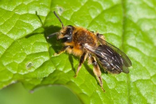Andrena lagopus