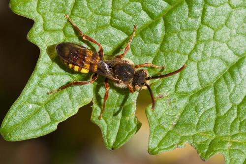 Nomada sp.