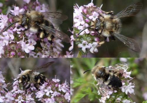 Réf. 202 644 : Melecta albifrons