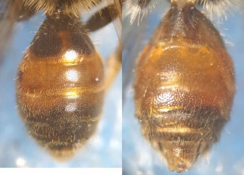 Andrena sp.