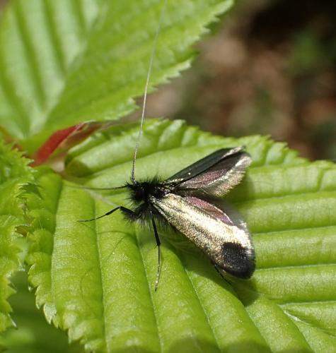 Adela reaumurella
