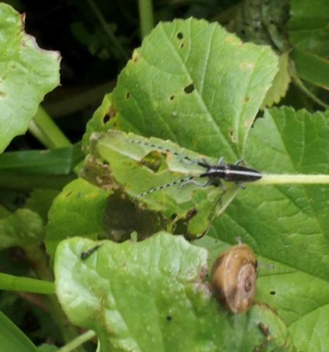 Agapanthia sp.