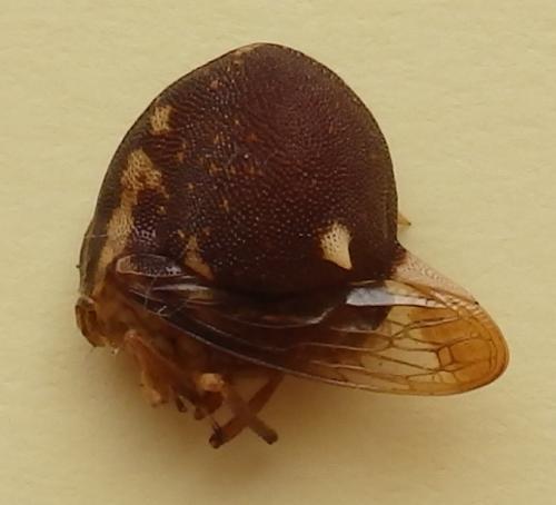 Anchistrotus sp.