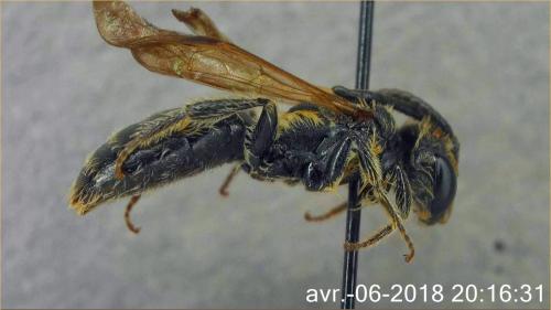 Andrena saxonica