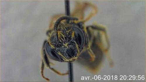 Réf. 202 129 : Andrena saxonica