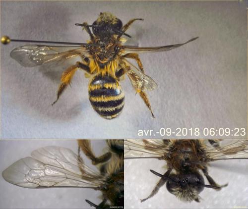 Andrena flavipes