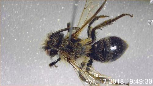 Andrena cineraria