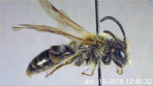 Réf. 202 570 : Andrena ventralis
