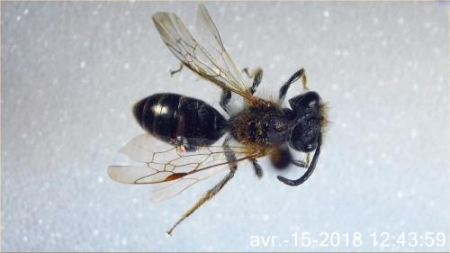 Réf. 202 569 : Andrena ventralis