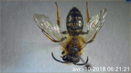 Andrena gravida