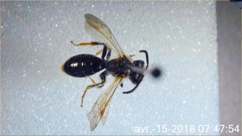 Réf. 202 547 : Andrena chrysosceles