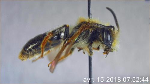 Réf. 202 548 : Andrena chrysosceles