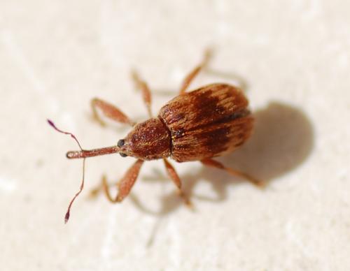 Réf. 202 177 : Anthonomus rectirostris