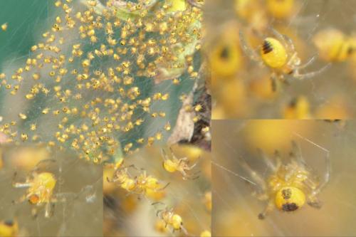 Réf. 202 998 : Araneus sp.