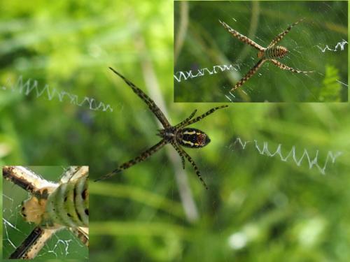 Réf. 202 169 : Argiope trifasciata